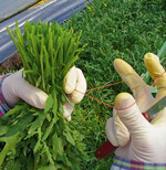 Umlernen erfordert immer Kopfarbeit.
Der Mittelfinger soll nun in den Gummi
eingehängt werden.