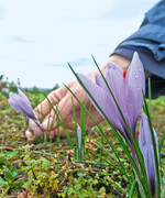 Das Logo punktet bereits mit der
Herkunft des kostbaren Gewürzes.
Die viele Handarbeit – hier das
Pflücken der Blüten - macht den
Safran so teuer.