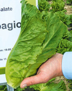 ‘Crispagio’: Knackiger als Romana-Salat und für den
Ganzjahres-Produktion geeignet, ist die Kombination aus Romana
und Eisberg-Salat Marke „Icecos“