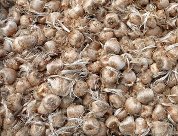 Auf den ersten Blick sehen sie aus wie Blumenzwiebeln. Safran (Crocus
sativus) ist ein Knollengewchs. Es empfiehlt sich jedoch, Safranfden zu kaufen.
Sie ist nicht so leicht flschbar wie aus Knollen gemahlener Safran.