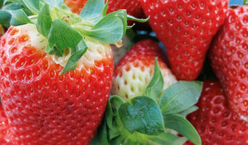 Erdbeeren