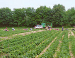 Machen Sie sich kundig, welche Vorschriften bei der Einstellung
von Flüchtlingen in Gartenbaubetrieben zu beachten sind!