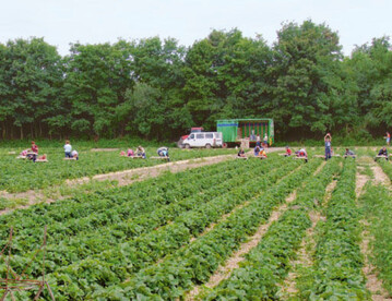 Machen Sie sich kundig, welche Vorschriften bei der Einstellung
von Flchtlingen in Gartenbaubetrieben zu beachten sind!