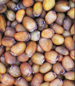 Typisches Rucola-Saatgut: Rucola coltivata mit 1,8 bis 2,4 mm Ø