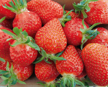Erdbeeren