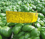 Hoher Befallsdruck
mit Trauermücken in einer
Basilikum-Kultur