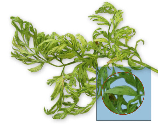 Hellgelb bis grüne
Scheckungen an mit
Apium Virus Y infiziertem
Möhrenlaub