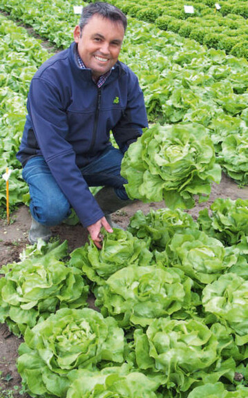 Kopfsalat Carasco