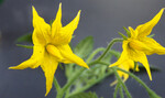 Typisch gelbe Tomaten Zwitterblüten.