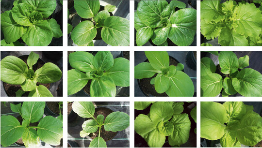 Genotypische Variation von Pak Choi im morphologischen Erscheinungsbild