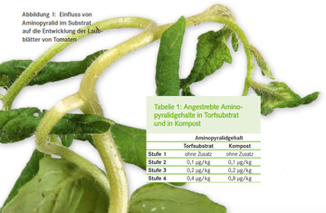 Einfluss von Aminopyralid im Substrat auf die Entwicklung der Laubbltter von Tomaten