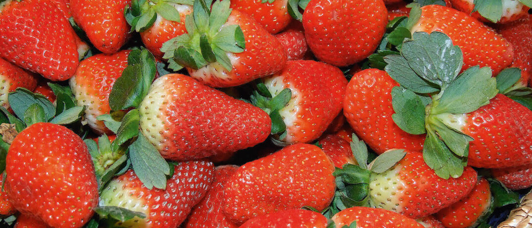 Erdbeeren