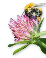 Das Volksbegehren „Rettet die Bienen“ in Baden-Württemberg startete am 24. September.