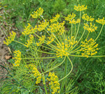 Blütendolde von Dill.