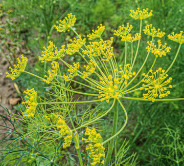 Bltendolde von Dill. 