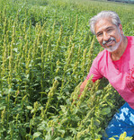 Lediglich Mini-Buschbohnen fand Noé López unter dem Amarant der unbehandelten Kontrolle.