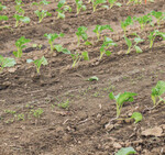 Blumenkohl und Kohlrabi wurden im Wechsel reihenweise gepflanzt. Die Herbizidbehandlungen sowie den Starkregen hatten beide Kulturen gut vertragen. Weitere Effekte können eventuell zu einem späteren Zeitpunkt noch auftreten.
