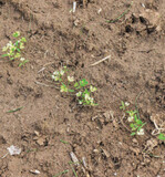 Die starke Wirkung von Centium 36 CS an Petersilie zeigte sich sehr ausgeprägt. Gelbe und weiße Laubblätter sind die Folge.