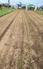 Die Möhre zeigt sich vor allem da, wo viel Wasser vorhanden war, kräftig und grün.