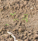 Krümmungen sind ein typischer Effekt des Herbizids Effigo.