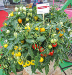 Bunt gemischt ist dieser Kübel mit drei unterschiedlich gefärbten “Plumbrella”-Tomaten von Hem Genetics.