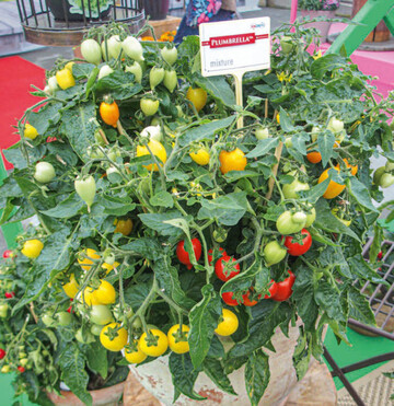 Bunt gemischt ist dieser Kbel mit drei unterschiedlich gefrbten Plumbrella-Tomaten von Hem Genetics. 