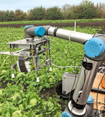 Die Universität Cambridge in England entwickelt zur Zeit den „Vegebot”, einen Ernteroboter für Eisbergsalate im Freiland. Der Vegebot prüft, welcher Salat erntereif ist.