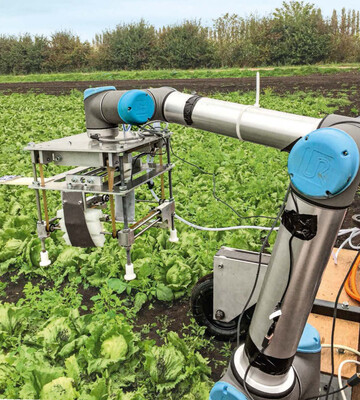 Die Universitt Cambridge in England entwickelt zur Zeit den Vegebot, einen Ernteroboter fr Eisbergsalate im Freiland. Der Vegebot prft, welcher Salat erntereif ist.