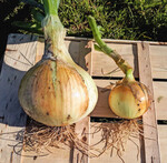 Ach du dicke Zwiebel!