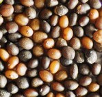 Die kleinen Thymiansamen haben einen Durchmesser von 1 mm.