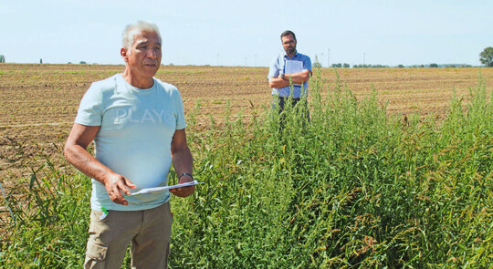 Bis zu 100 % bedeckten verschiedene Unkräuter die unbehandelte Buschbohnenparzelle. Noé López führte durch die Versuche.