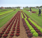 Enza Zaden entschied sich für die Durchführung des Feldtags in Dannstadt.