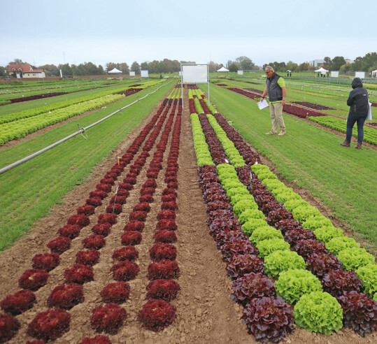 Enza Zaden entschied sich fr die Durchfhrung des Feldtags in Dannstadt.