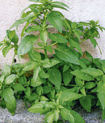 Üppige Pflanze des Echtes Bingelkrauts.