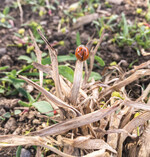 Für mehr Insektenschutz schreibt die Verordnung insbesonderefür die Pflanzenschutzmittelanwendung in FFH-Gebietenund in Gewässernähe neue Regeln vor.