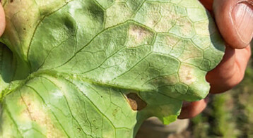 Falscher Mehltau bei Salaten ist regional dieses Jahr ein massives Problem durch die hohen Niederschlagsmengen neben weiteren pilzlichen Erregern.