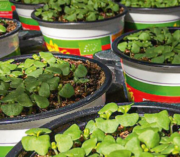 Bio-Topfkräuter für den Endkunden können auch weiterhin in Töpfen vermarktet werden, da sie als Erzeugnisse gelten.