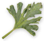 Aufgehellte, hellgrüne Blattbereiche entlang der Hauptadern sind an älteren Blättern Symptome einer WMV Infektion.