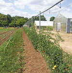Um den Befallsdruck durch Kraut- und Braunfäule (Phythophthora infestans) sicher zu stellen, kann die Freilandkultur auch überkopf beregnet werden.