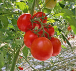 Virus-freie Ware erfreut das Gärtnerherz und den Handel.