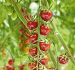 Bei den Pflaumen- und Snacktomaten dürfen sich die Anbauer über vier Neuheiten freuen.