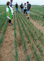 Dr. Annette Kusterer (l.) erklärte den Biostimulanzienversuch mit Zwiebeln am Standort Calbe. Mitte Juli waren kaum Unterschiede zwischen den Varianten erkennbar.