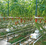 Die idealen Wachstumsbedingungen im Gewächshaus sind eher hinderlich für eine Mykorrhizierung. Im Projekt „MycoTom“ wurde trotzdem versucht, Tomaten dazu zu bringen, mit Mykorrhizapilzen in Symbiose zu treten. Mit Erfolg.