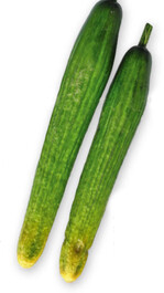 Mit Didymella bryoniae infizierte, an der Spitze gelb verfärbte und verschlankte Früchte mit eingesunkenen kreisförmigen Läsionen.