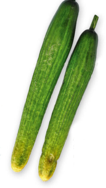 Mit Didymella bryoniae infizierte, an der Spitze gelb verfrbte und verschlankte Frchte mit eingesunkenen kreisfrmigen Lsionen.