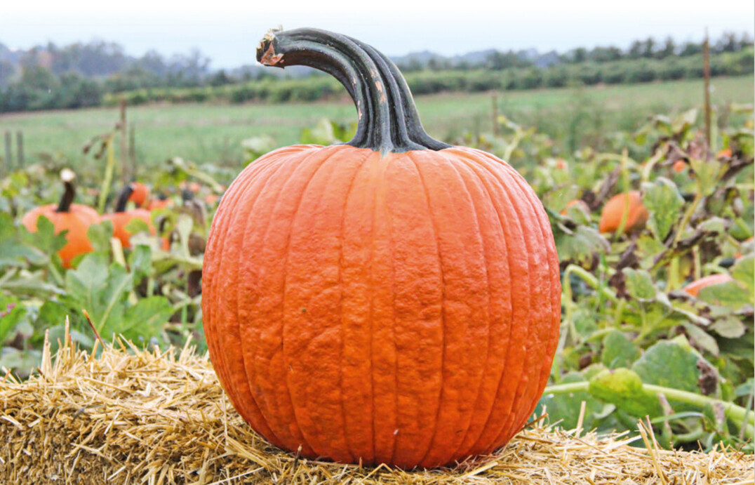 Ein ganz schön dickes Ding: Halloweenkürbis ‘Cronus F1’ kann bis zu 18 kg auf die Waage bringen.