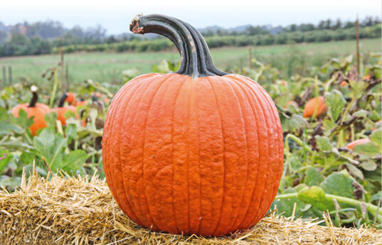 Ein ganz schn dickes Ding: Halloweenkrbis Cronus F1 kann bis zu 18 kg auf die Waage bringen.
