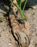 Kohl nach Kohl: Zu enge Kreuzblütler-
Fruchtfolge