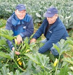 Hans-Josef Burkl (l.) und Reinhold
Will (r.) bei der Beurteilung von
Zucchini-Pflanzen. Kompakt und stabil
hoch wachsende Sorten entziehen sich
dadurch praktisch einem Mehltaubefall,
der von unten startet.