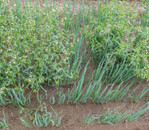 Stomp Aqua dreifach gesplittet
„schießt alle Unkräuter raus“, nur
Kreuzkraut blieben übrig.